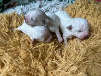 chłopcy - 1 tydzień