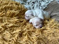 dziewczynki - 1 tydzień