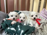 dziewczynki - 5 tygodni