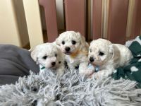 chłopcy - 5 tygodni