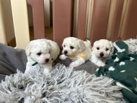 chłopcy - 5 tygodni