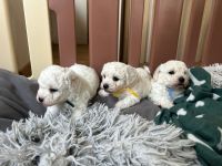 chłopcy - 5 tygodni