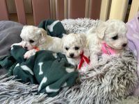 dziewczynki - 5 tygodni