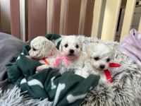 dziewczynki - 5 tygodni