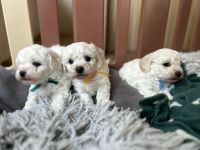 chłopcy - 5 tygodni