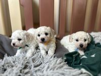 chłopcy - 5 tygodni