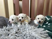 chłopcy - 5 tygodni