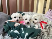 dziewczynki - 5 tygodni