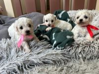 dziewczynki - 5 tygodni