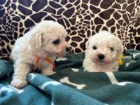 Cezar i Bounty -  6 tygodni