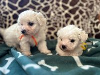 Cezar i Bounty -  6 tygodni