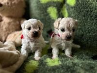 sunieczki - 5 tygodni