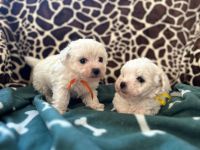 Cezar i Bounty -  6 tygodni