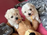 Sula i Lilo - 6 tygodni