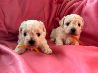 Lilo i Sula - 4 tygodnie