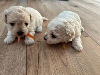 Sula i Lilo - 4 tygodnie