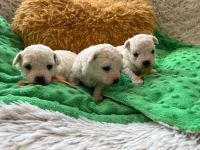 chłopcy - 3 tygodnie