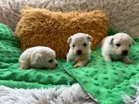 chłopcy - 3 tygodnie