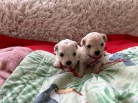 dziewczynki - 3 tygodnie