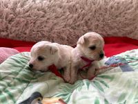 dziewczynki - 3 tygodnie