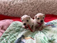 dziewczynki - 3 tygodnie