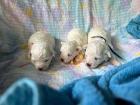 chłopcy - 2 tygodnie