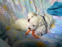 chłopcy - 2 tygodnie