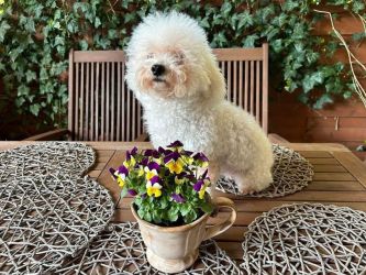 matka: BEZA VEL BRYZA Rock`owe Perły