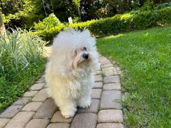 ojciec: BOUNTY Gwiazda Wybrzeża