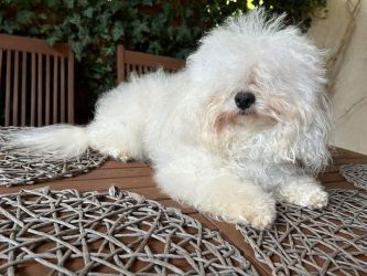 ojciec: BOUNTY Gwiazda Wybrzeża