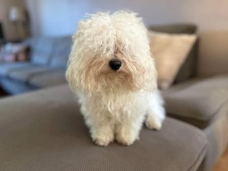 ojciec: BOUNTY Gwiazda Wybrzeża