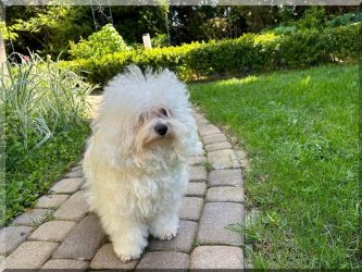 ojciec: BOUNTY Gwiazda Wybrzeża