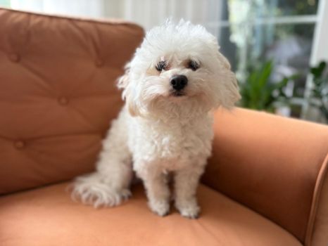 BOUNTY Gwiazda Wybrzeża